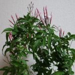 花言葉は「優しさを集めて」