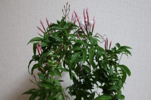 花言葉は「優しさを集めて」