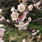 マスク!マスク!マスク!笑笑。代替材料はいっぱい!