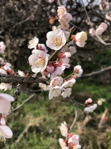 マスク！マスク！マスク！笑笑。代替材料はいっぱい！