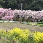 綺麗な花々と、春らしいキット