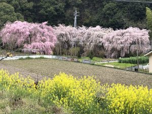 綺麗な花々と、春らしいキット
