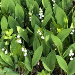 【温湿布】ナチュラルカイロに助けられた朝