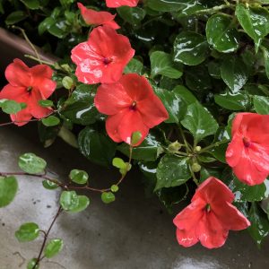 今週の人気商品