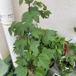 【綿花】久しぶりの仲間との会話とブラ型紙のアレンジ