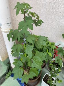 【綿花】久しぶりの仲間との会話とブラ型紙のアレンジ