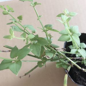 【こだわりの極み】染料となる材料を一から育てることにチャレンジ