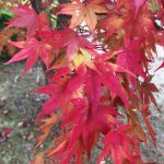 はごろもランジェリーにたどり着いてくださってありがとう