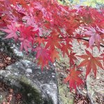 紅葉狩り~!と、秋冬の手ぬぐいブラ。ご感想いただきました☆