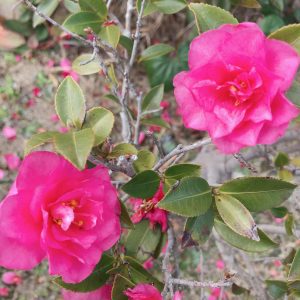 ブログでご紹介頂きました☆