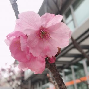 久しぶりに着物で過ごした春分の日