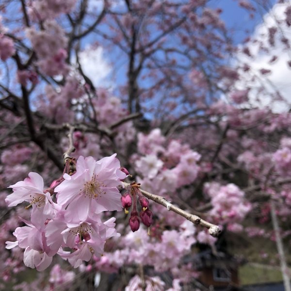 【はごろもはいつでも花満開】満開の桜を見てきました