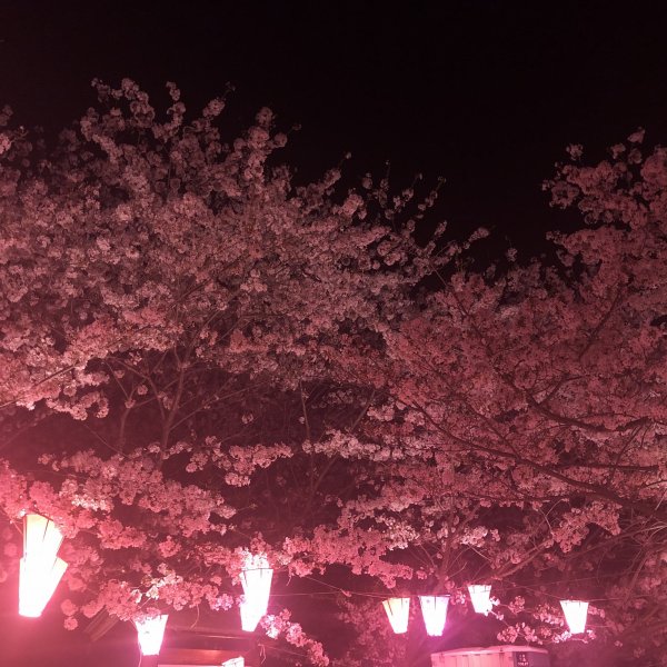 夜桜とはごろもショーツ桜型紙