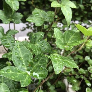 ＜レビューなど＞大切な時間をありがとうございます