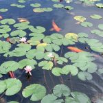 はぎれ、どうしていますか?と、治代の地元探索。