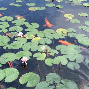 はぎれ、どうしていますか？と、治代の地元探索。