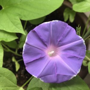 [イベント準備]今はほんとお家でなんでも出来るよね。