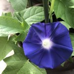 朝顔が咲きました♡♡