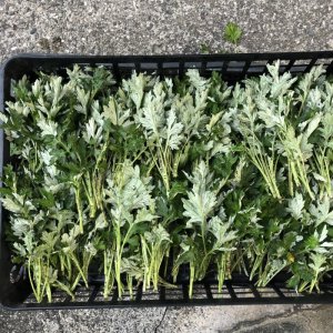 蓬茶、ミントティー販売開始