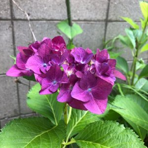 『余談ですが…』夏の冷え対策／お気に入りの腹巻き