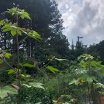 綿花が育って正直に思ったことを書いてみる