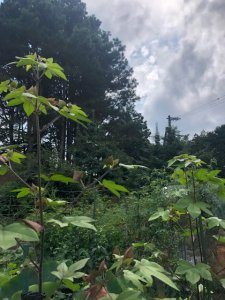 綿花が育って正直に思ったことを書いてみる