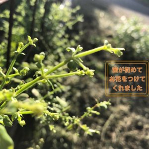 茜が初めてお花をつけてくれました