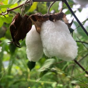 新作用の生地を探していて気づいたこと